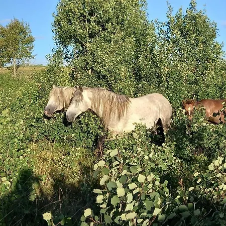 Prenociste San Livno
